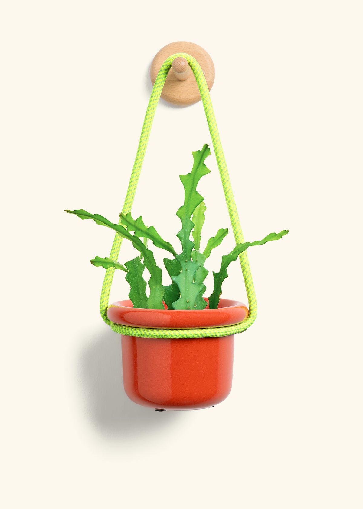 Fishbone Cactus, Small