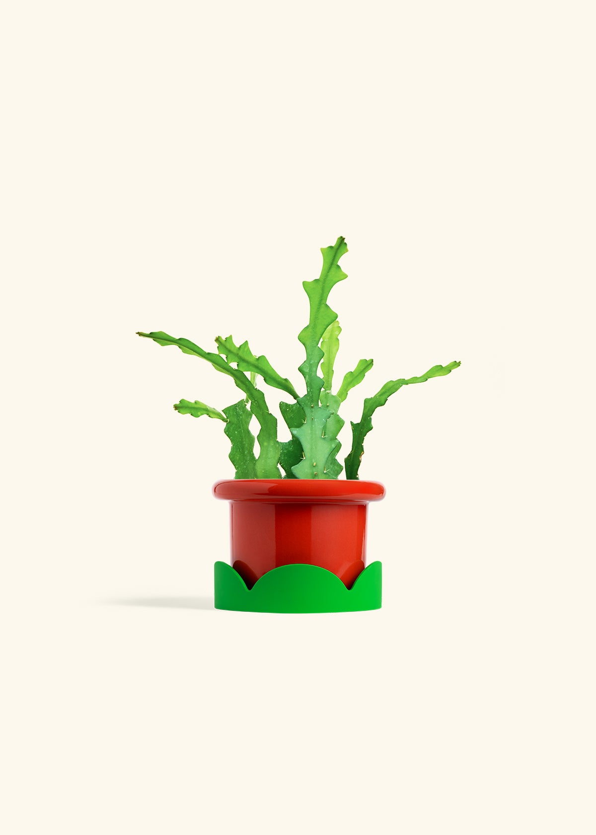 Fishbone Cactus in a 4 inches Fat Lip Red Planter in a Shamrock Petal Drip Tray