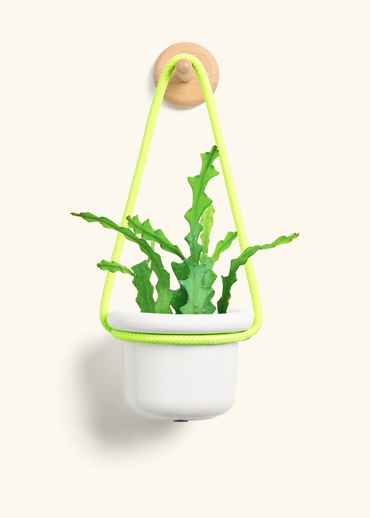 Fishbone Cactus, Small