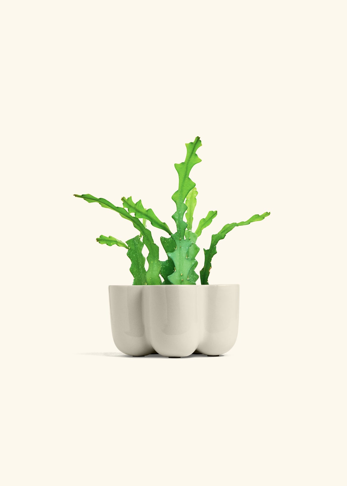 Fishbone Cactus in a 4 inches in a Oat Petal Planter