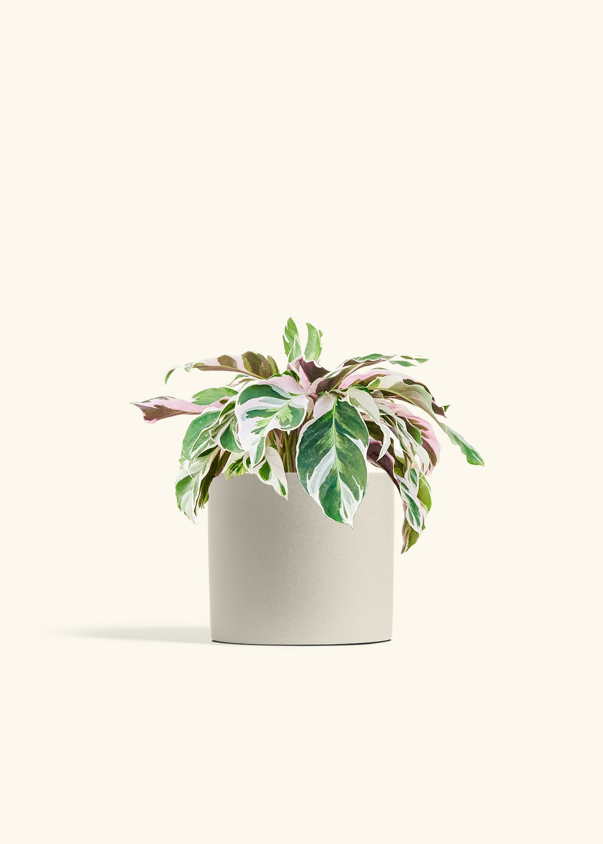 Calathea Fusion White in a 6 inches Oat Classic Cylinder Planter