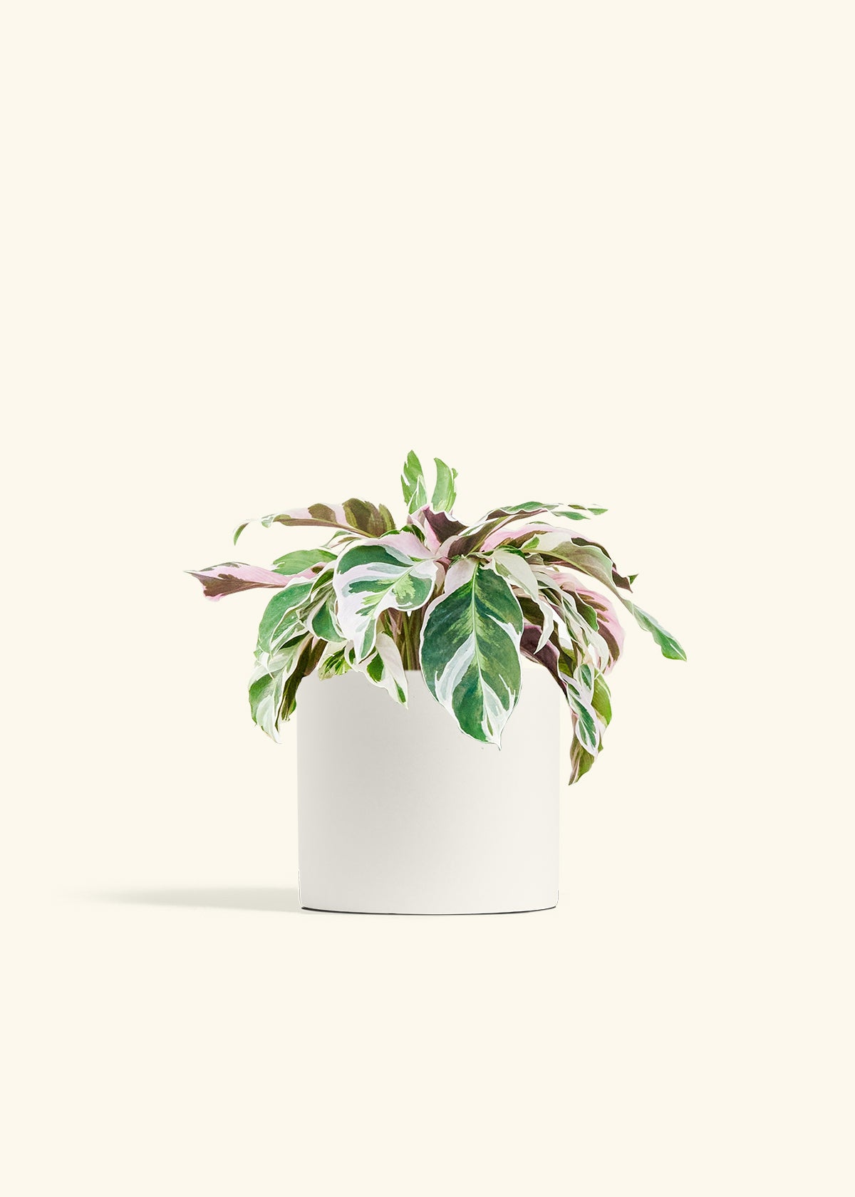 Calathea Fusion White in a 6 inches White Classic Cylinder Planter