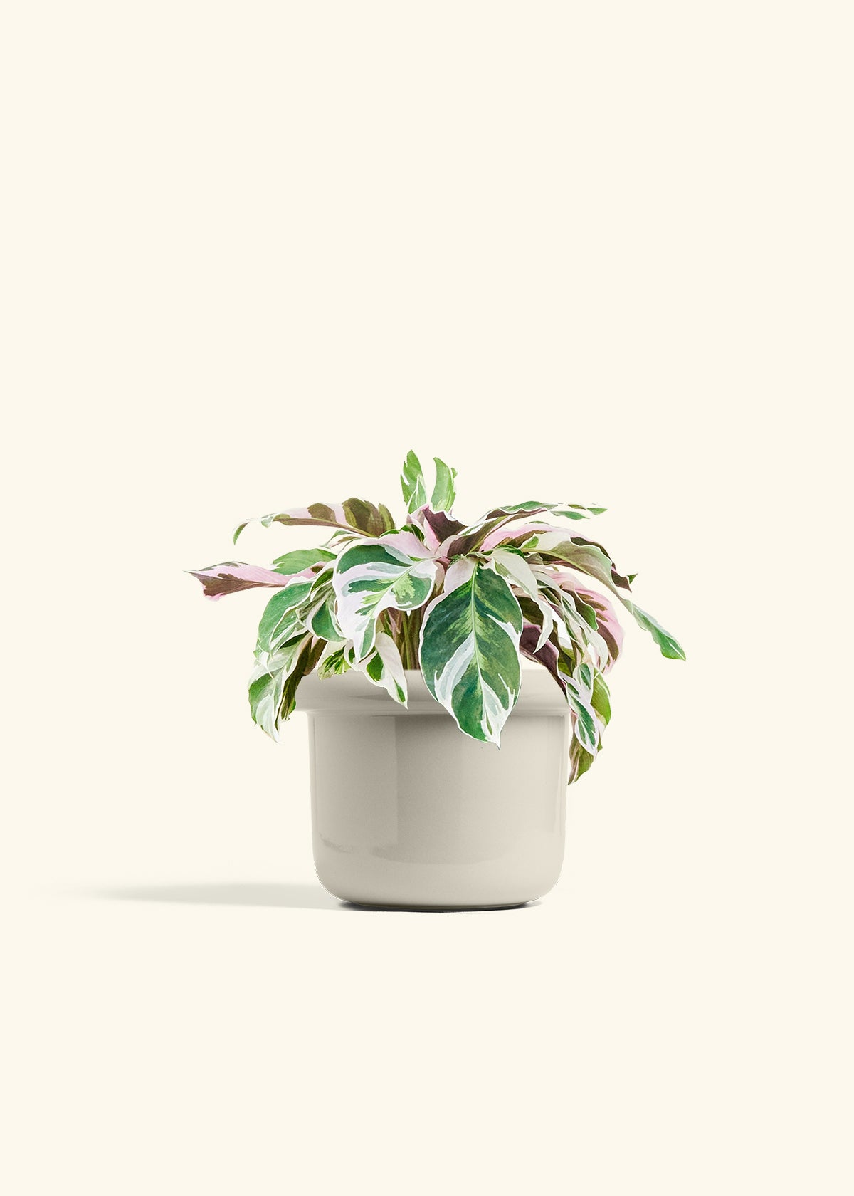Calathea Fusion White in a 6 inches Fat Lip Oat Planter
