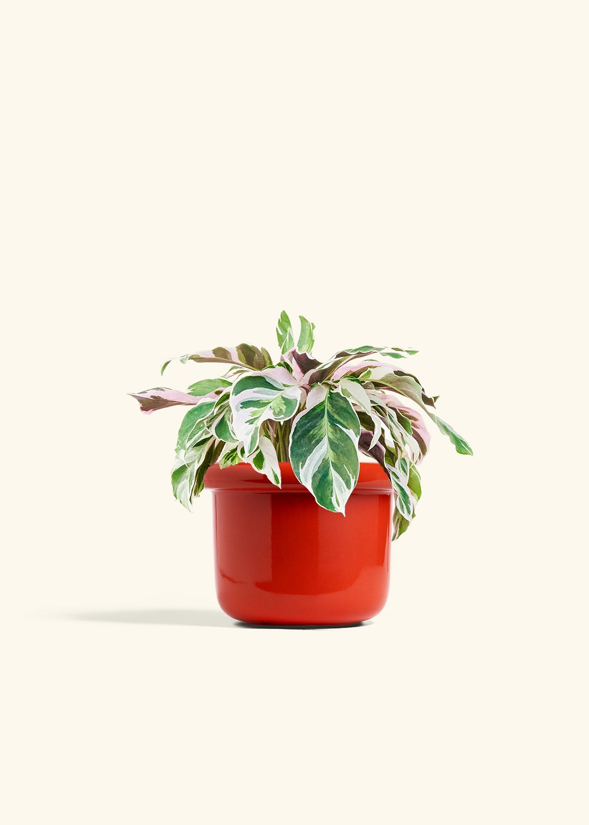 Calathea Fusion White in a 6 inches Fat Lip Red Planter