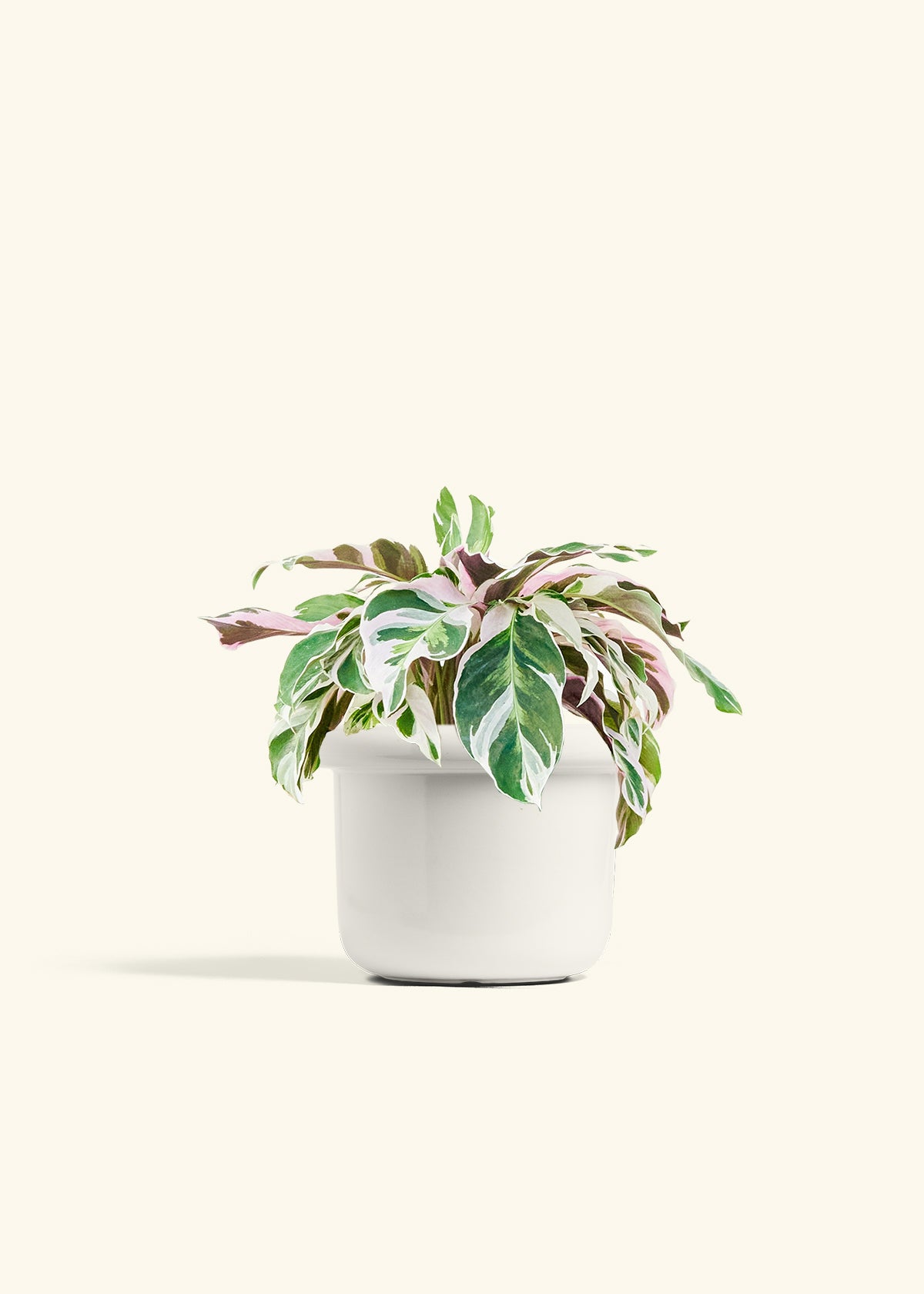 Calathea Fusion White in a 6 inches Fat Lip White Planter