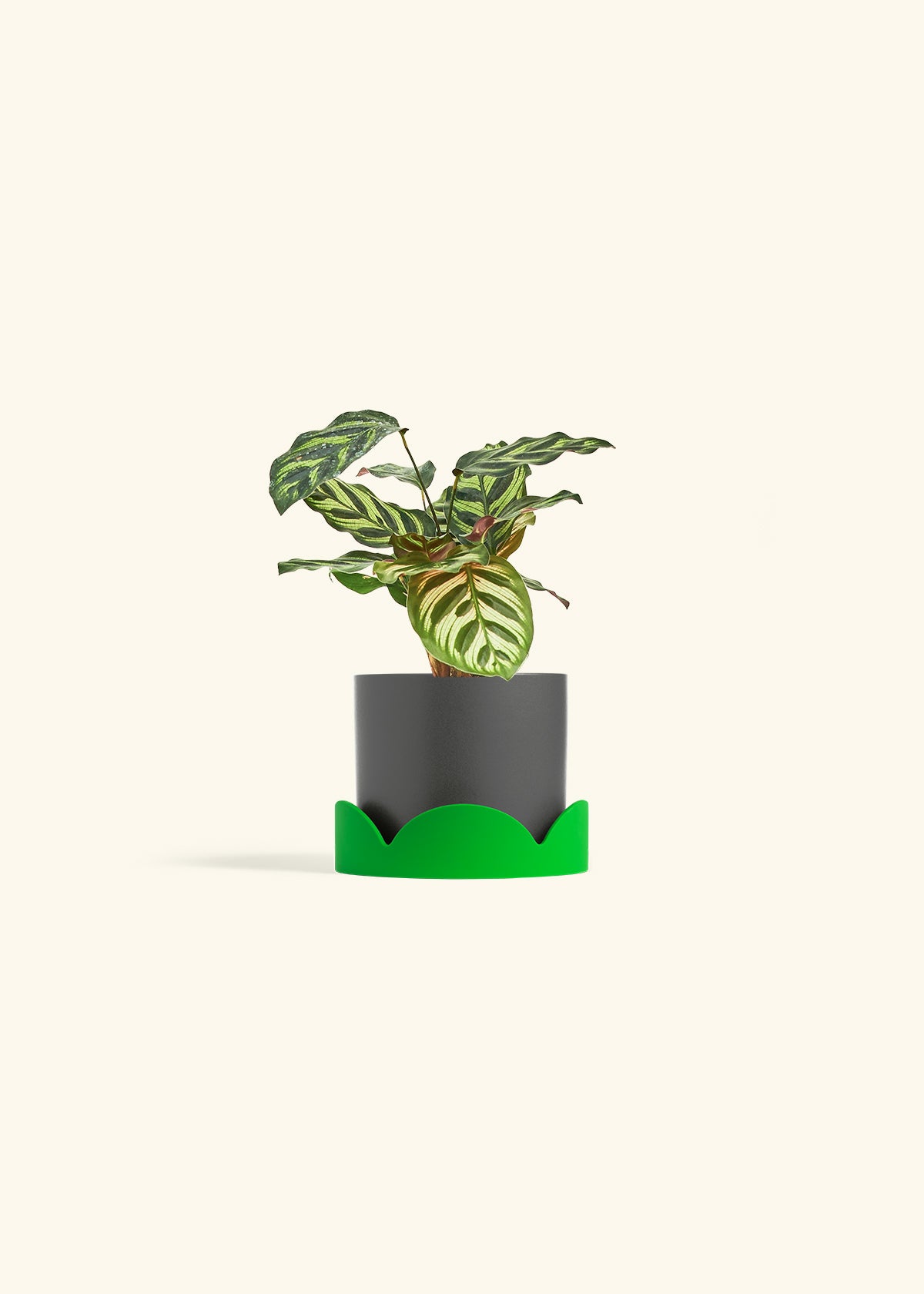 Peacock Calathea in a 4 inches Charcoal Classic Cylinder Planter in a Shamrock Petal Drip Tray