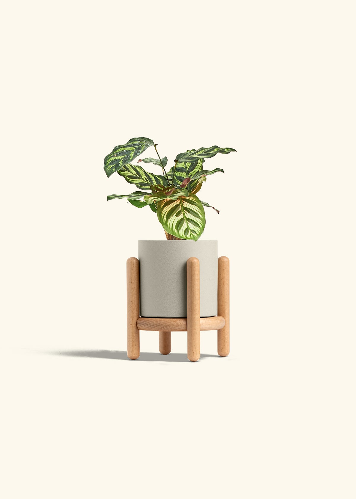 Peacock Calathea in a 4 inches Oat Classic Cylinder Planter in a Beech Wood Stand