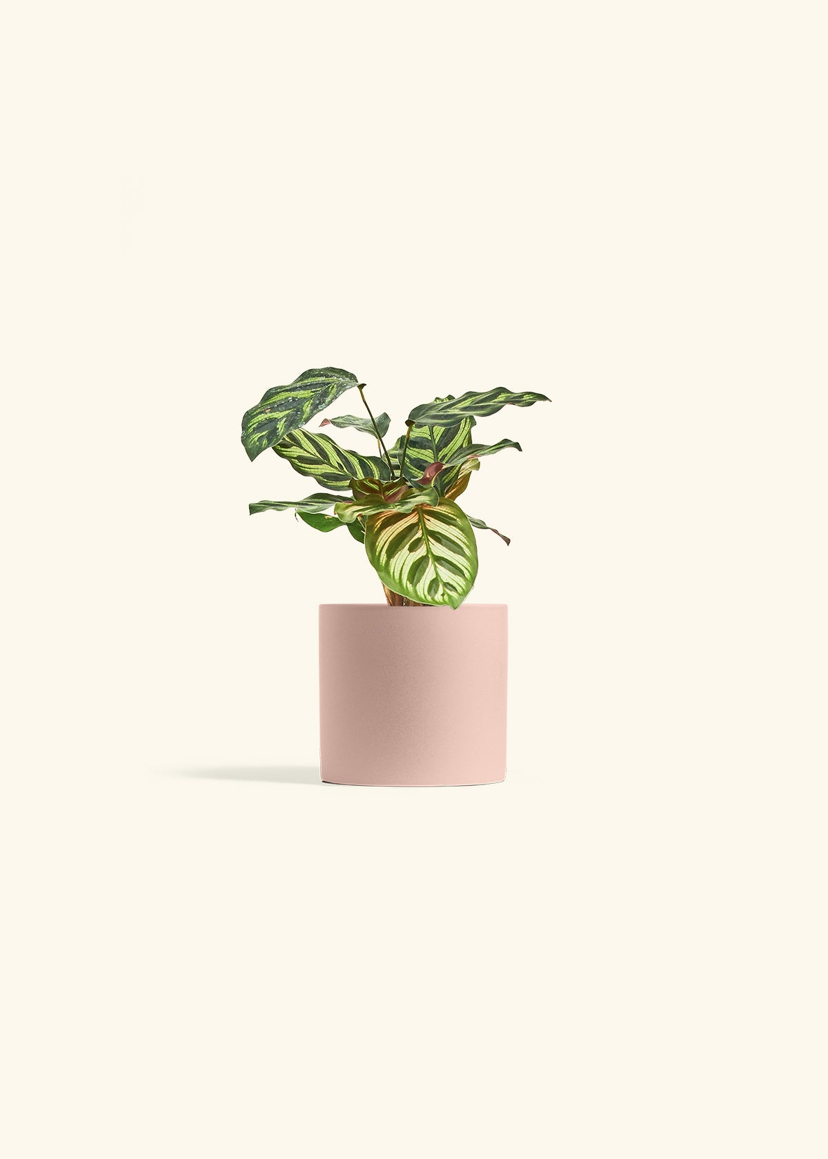 Peacock Calathea in a 4 inches Pink Classic Cylinder Planter
