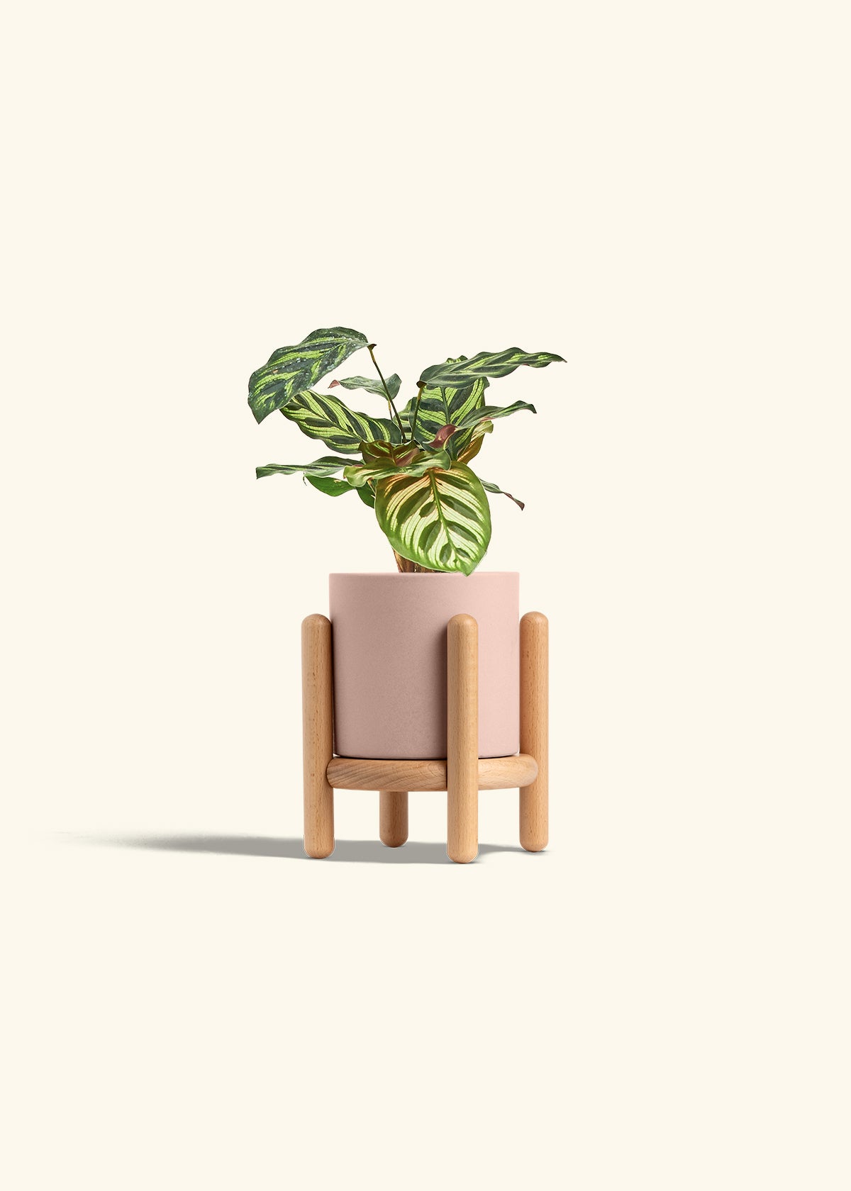 Peacock Calathea in a 4 inches Pink Classic Cylinder Planter in a Beech Wood Stand