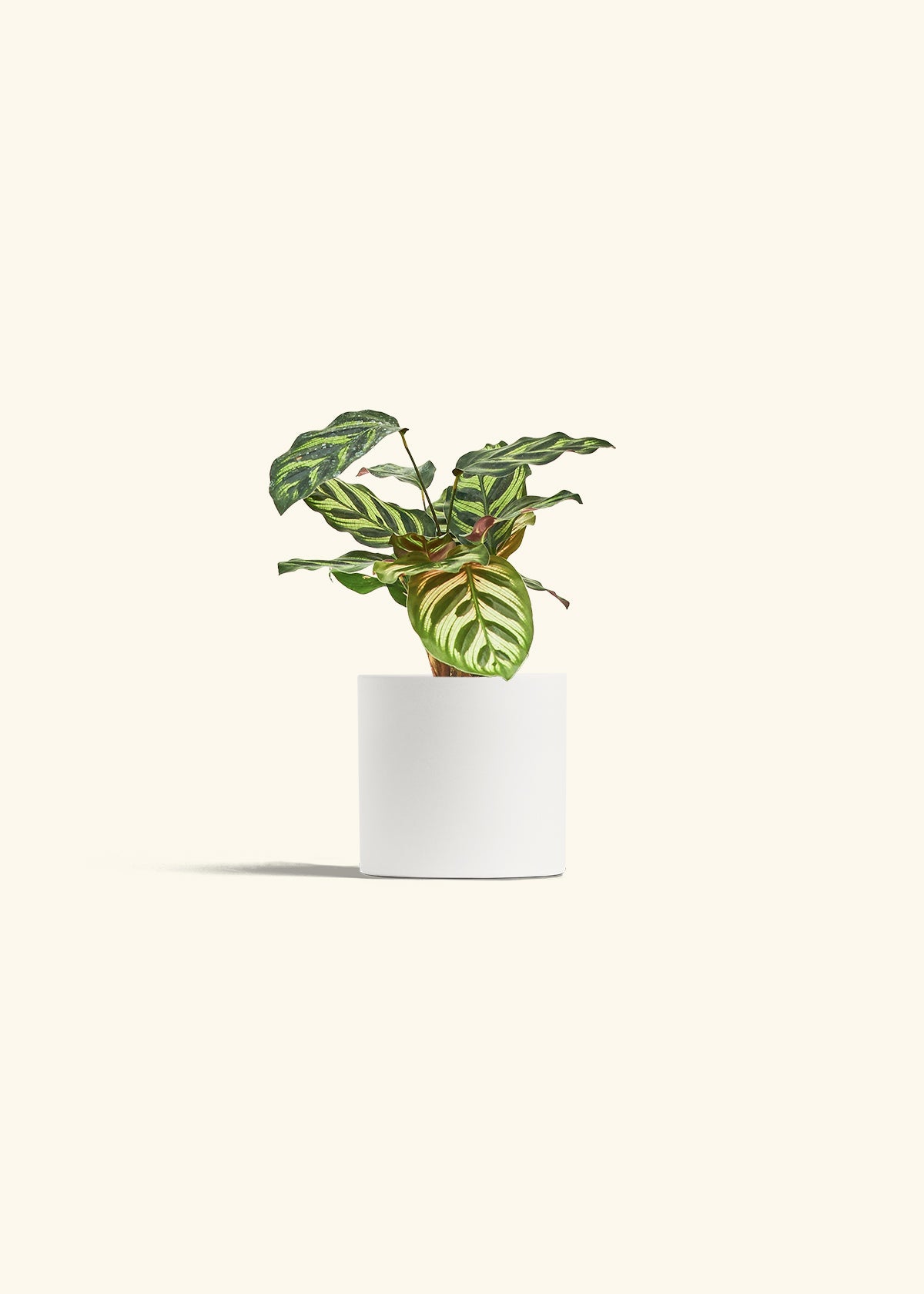 Peacock Calathea in a 4 inches White Classic Cylinder Planter