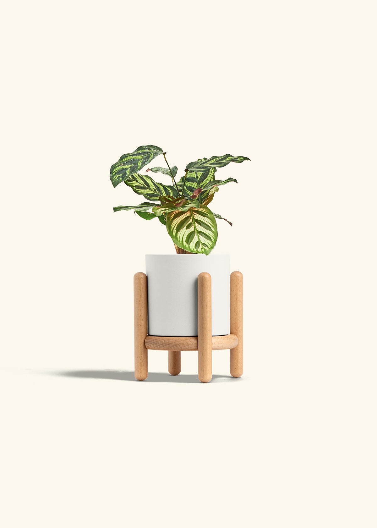 Peacock Calathea in a 4 inches White Classic Cylinder Planter in a Beech Wood Stand