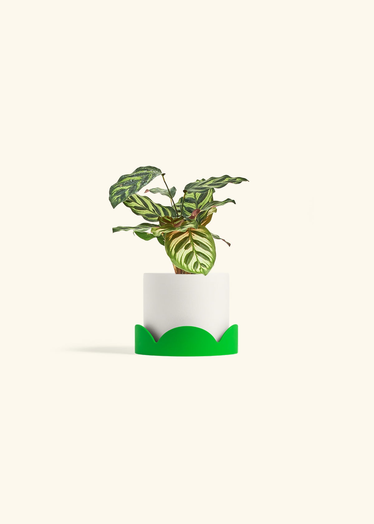 Peacock Calathea in a 4 inches White Classic Cylinder Planter in a Shamrock Petal Drip Tray