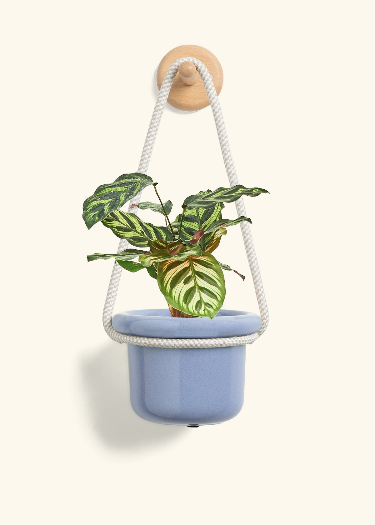 Peacock Plant, Small