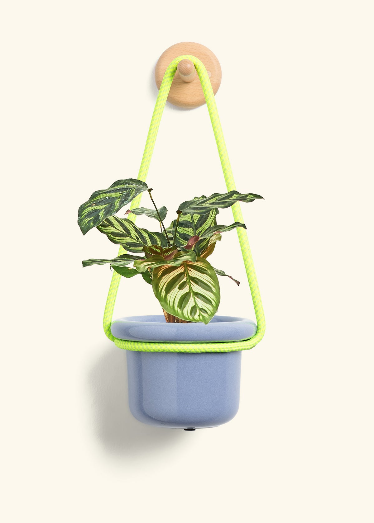 Peacock Plant, Small