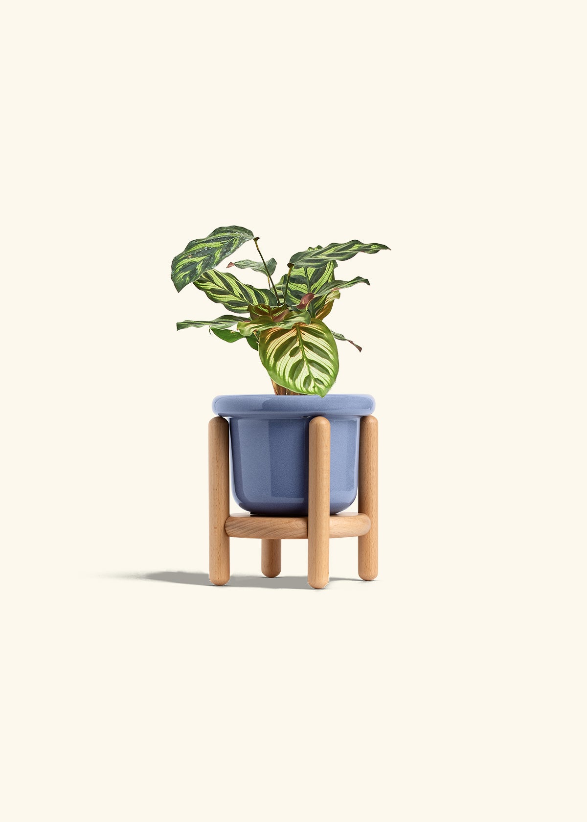 Peacock Calathea in a 4 inches Fat Lip Blue Planter in a Beech Wood Stand