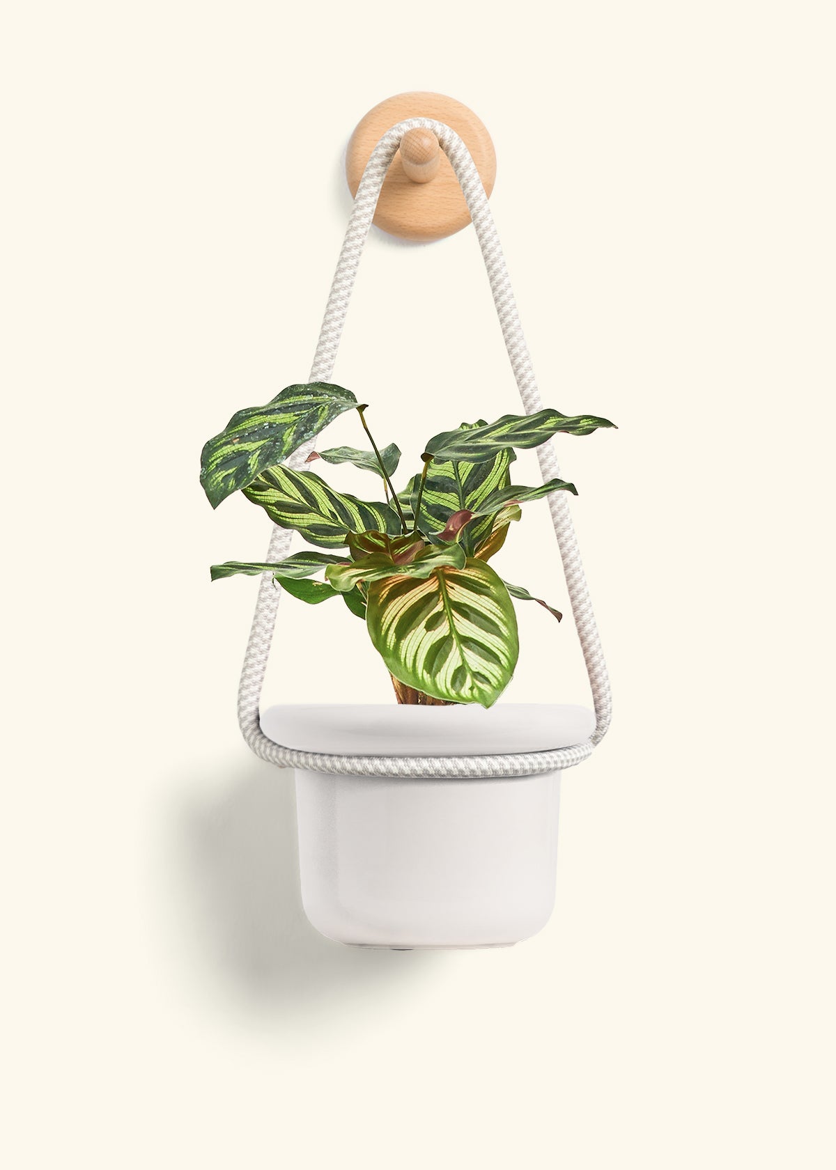 Peacock Plant, Small