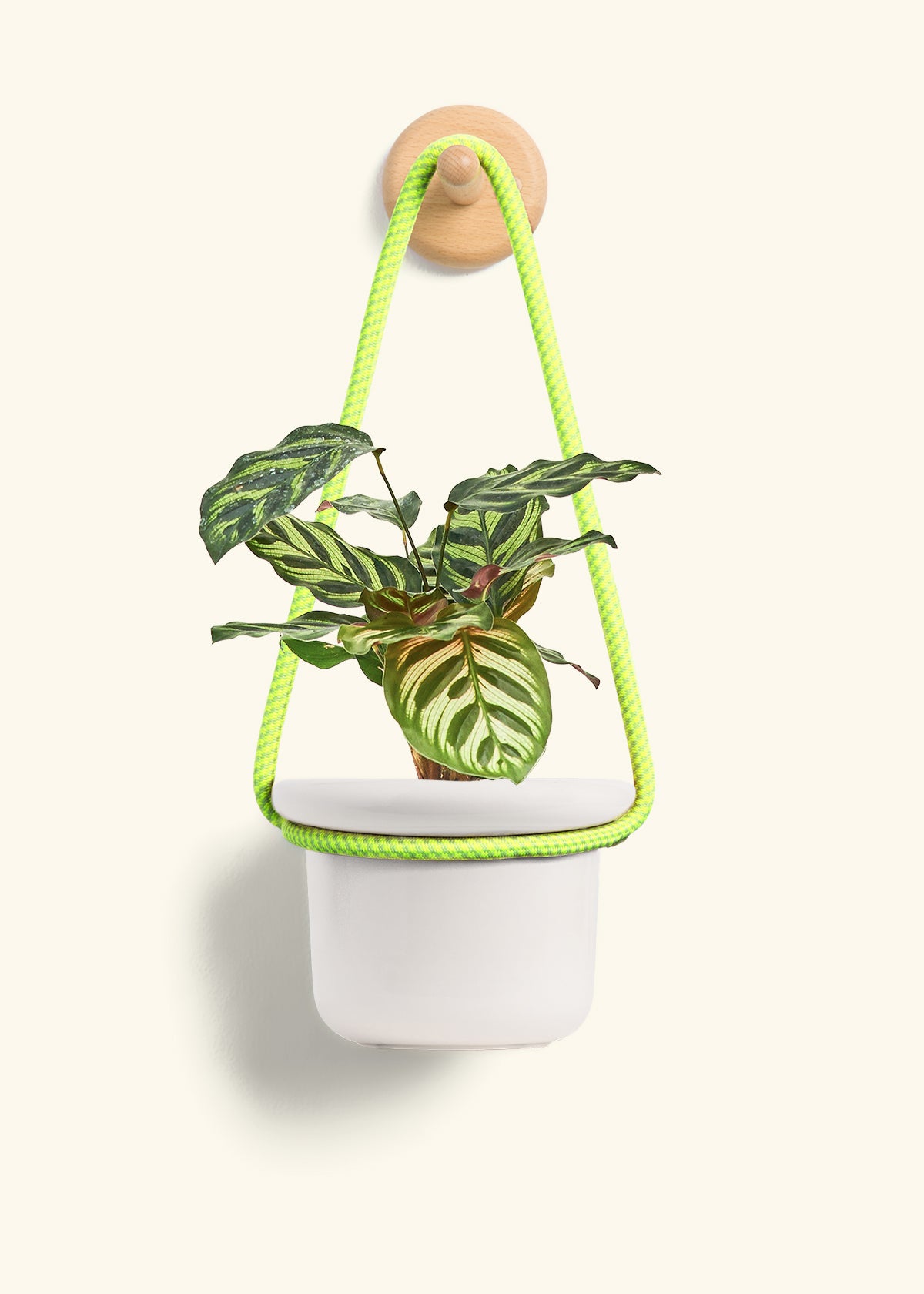 Peacock Plant, Small