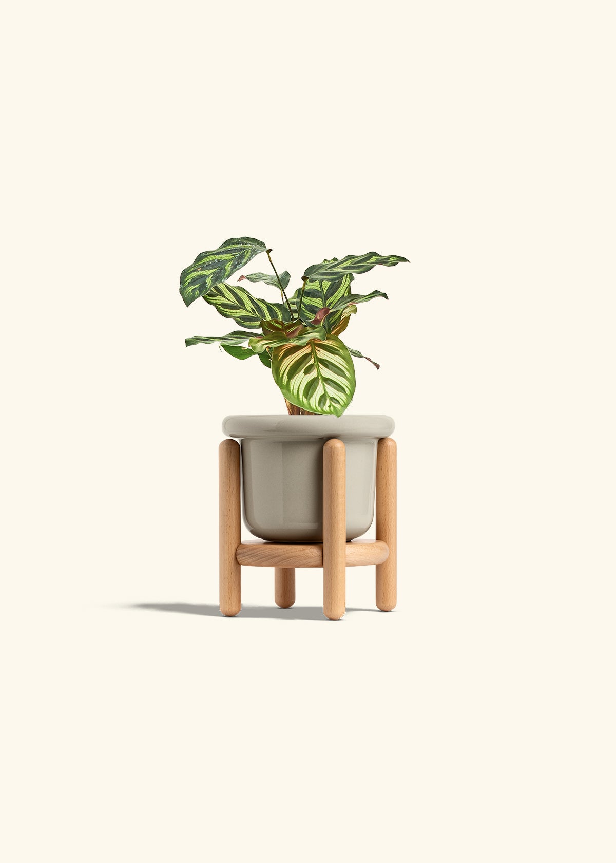 Peacock Calathea in a 4 inches Fat Lip Oat Planter in a Beech Wood Stand