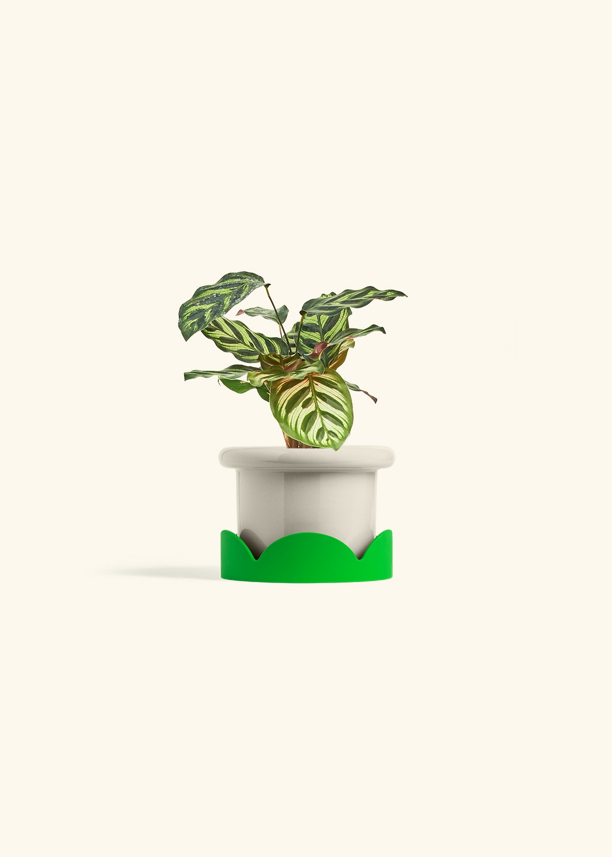 Peacock Calathea in a 4 inches Fat Lip Oat Planter in a Shamrock Petal Drip Tray