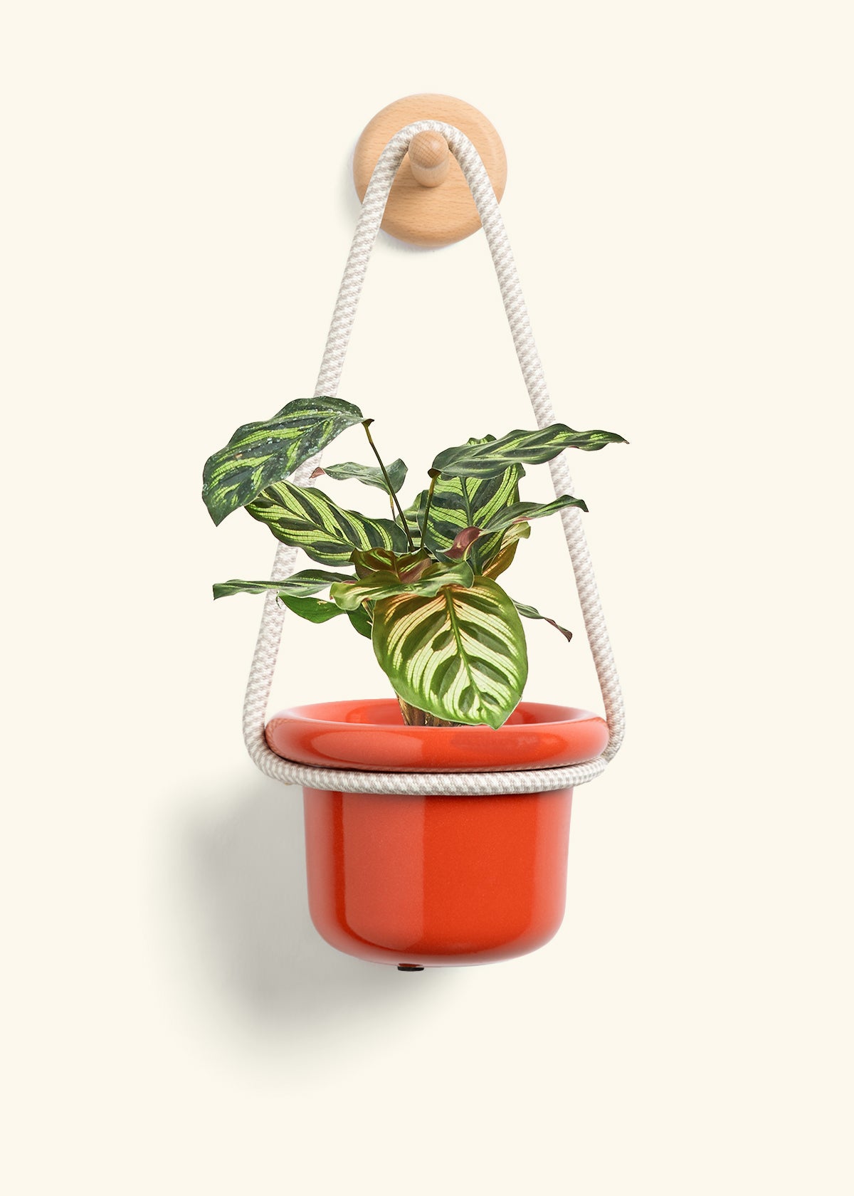 Peacock Plant, Small