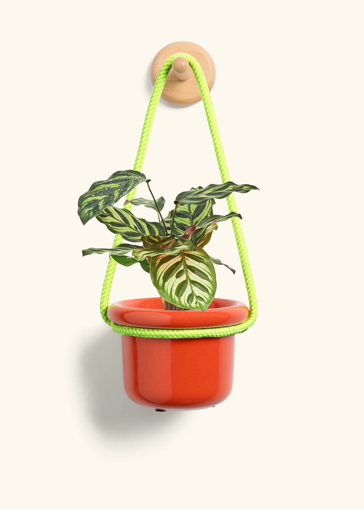 Peacock Plant, Small