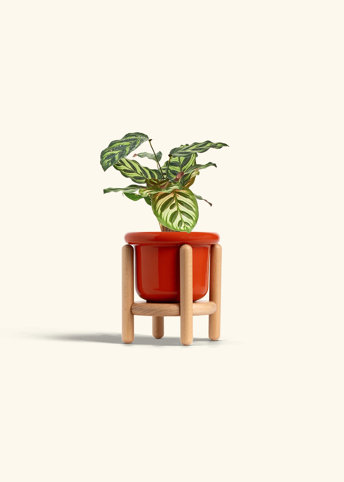 Peacock Calathea in a 4 inches Fat Lip Red Planter in a Beech Wood Stand