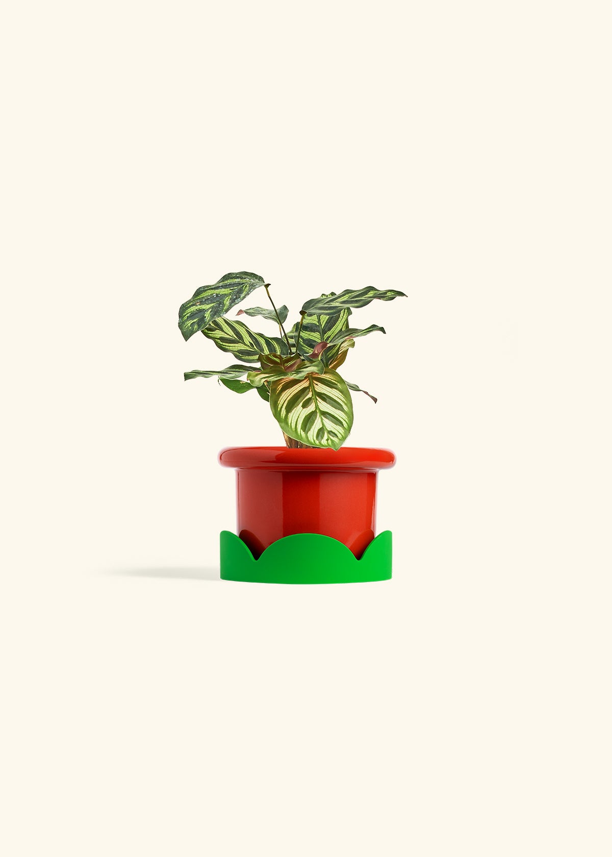 Peacock Calathea in a 4 inches Fat Lip Red Planter in a Shamrock Petal Drip Tray