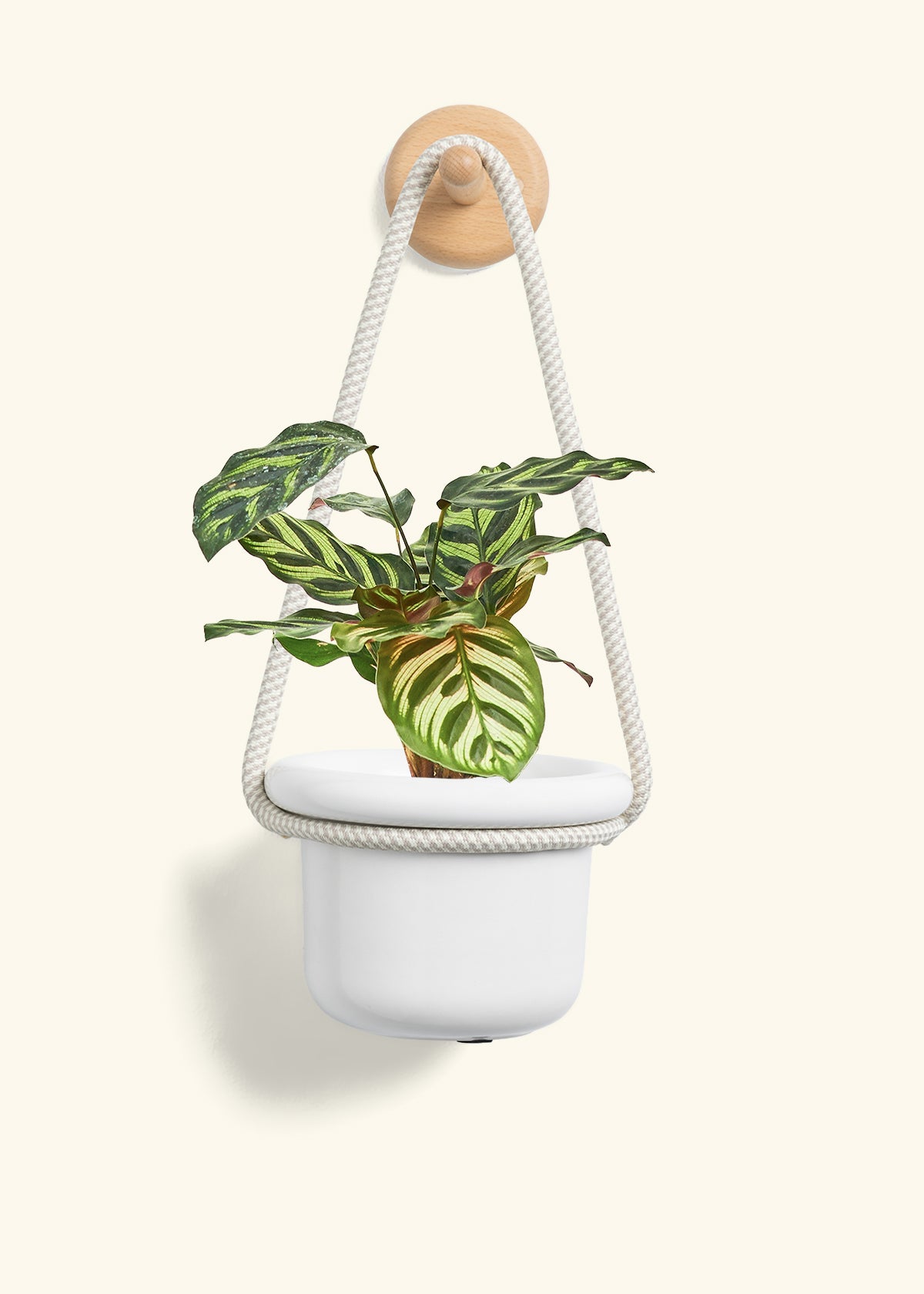 Peacock Plant, Small