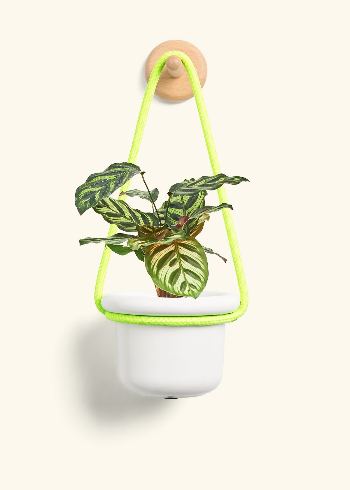 Peacock Plant, Small