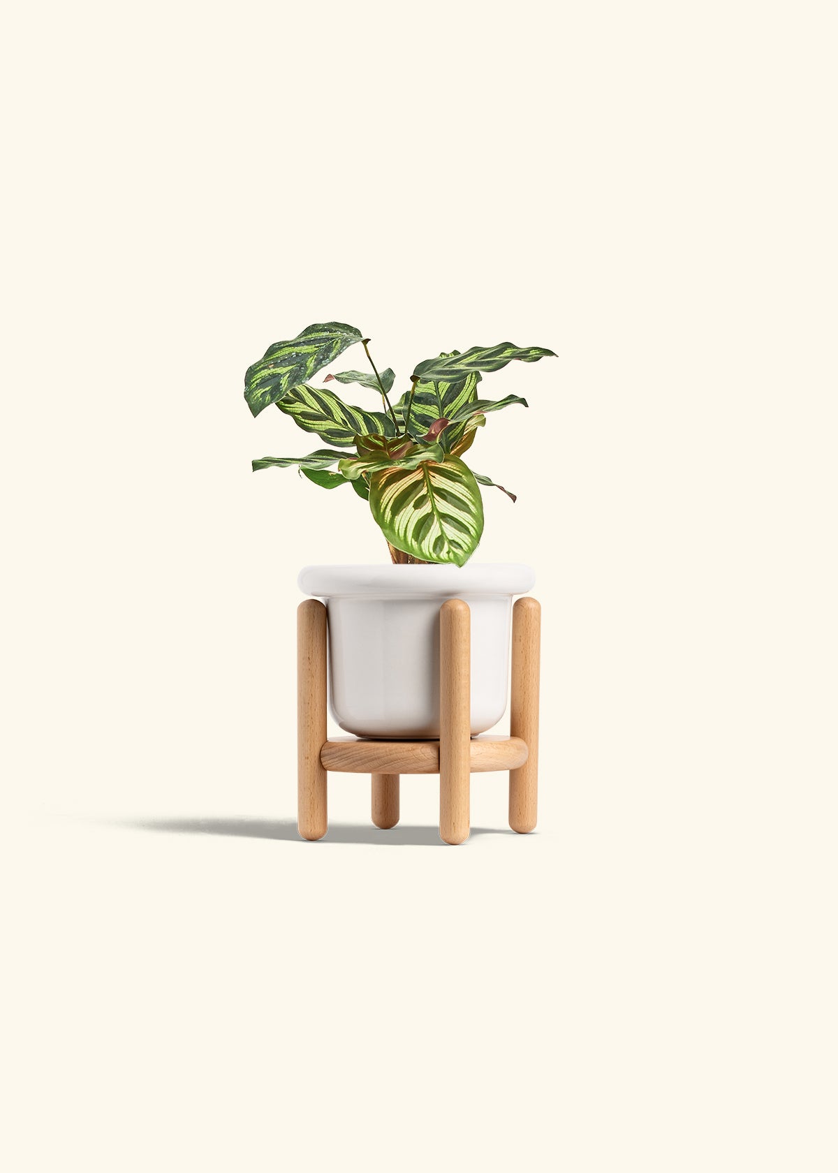 Peacock Calathea in a 4 inches Fat Lip White Planter in a Beech Wood Stand