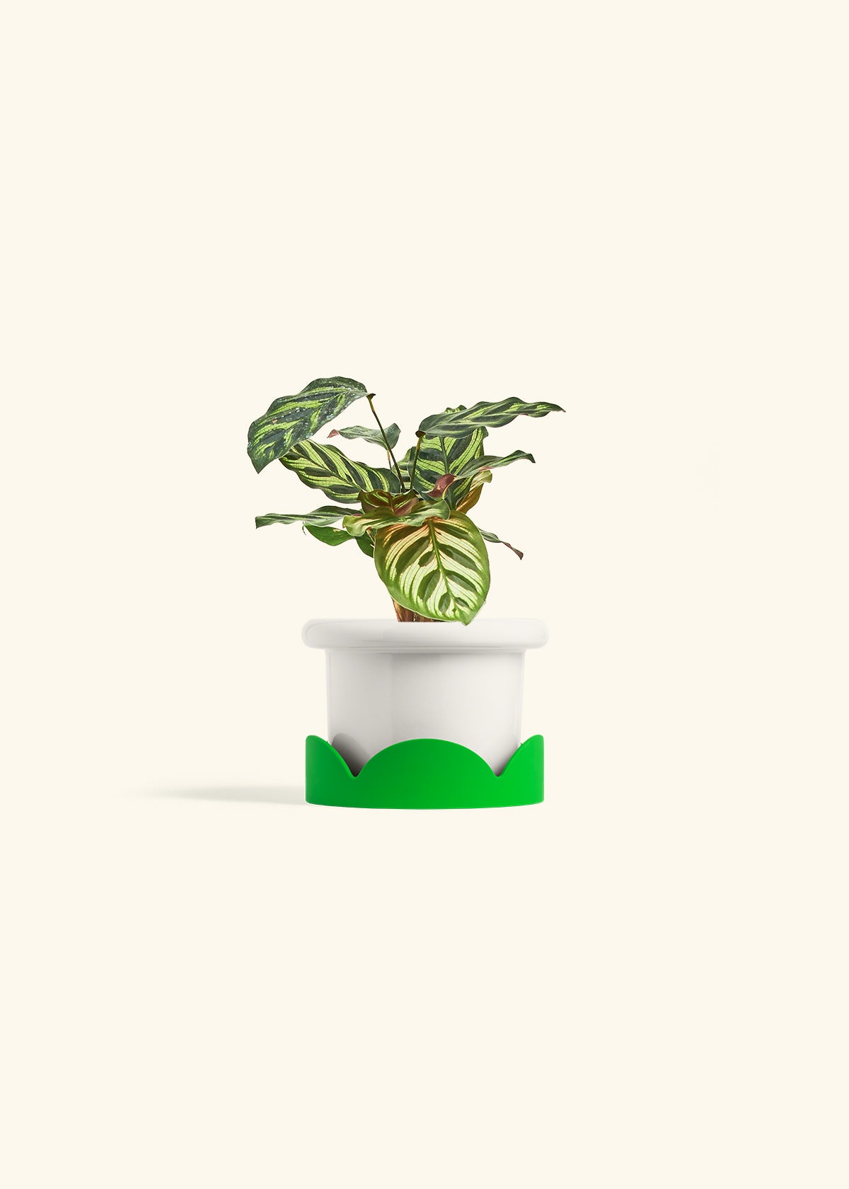 Peacock Calathea in a 4 inches Fat Lip White Planter in a Shamrock Petal Drip Tray