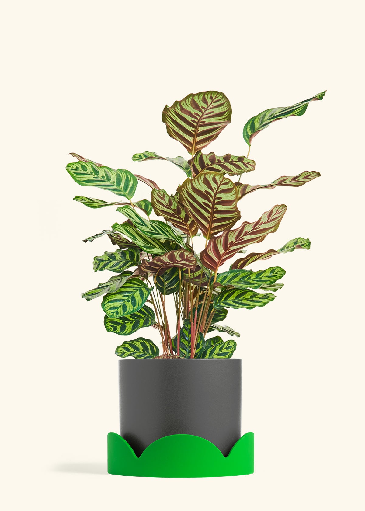 Peacock Plant in a 8 inches Charcoal Classic Cylinder Planter in a Shamrock Petal Drip Tray