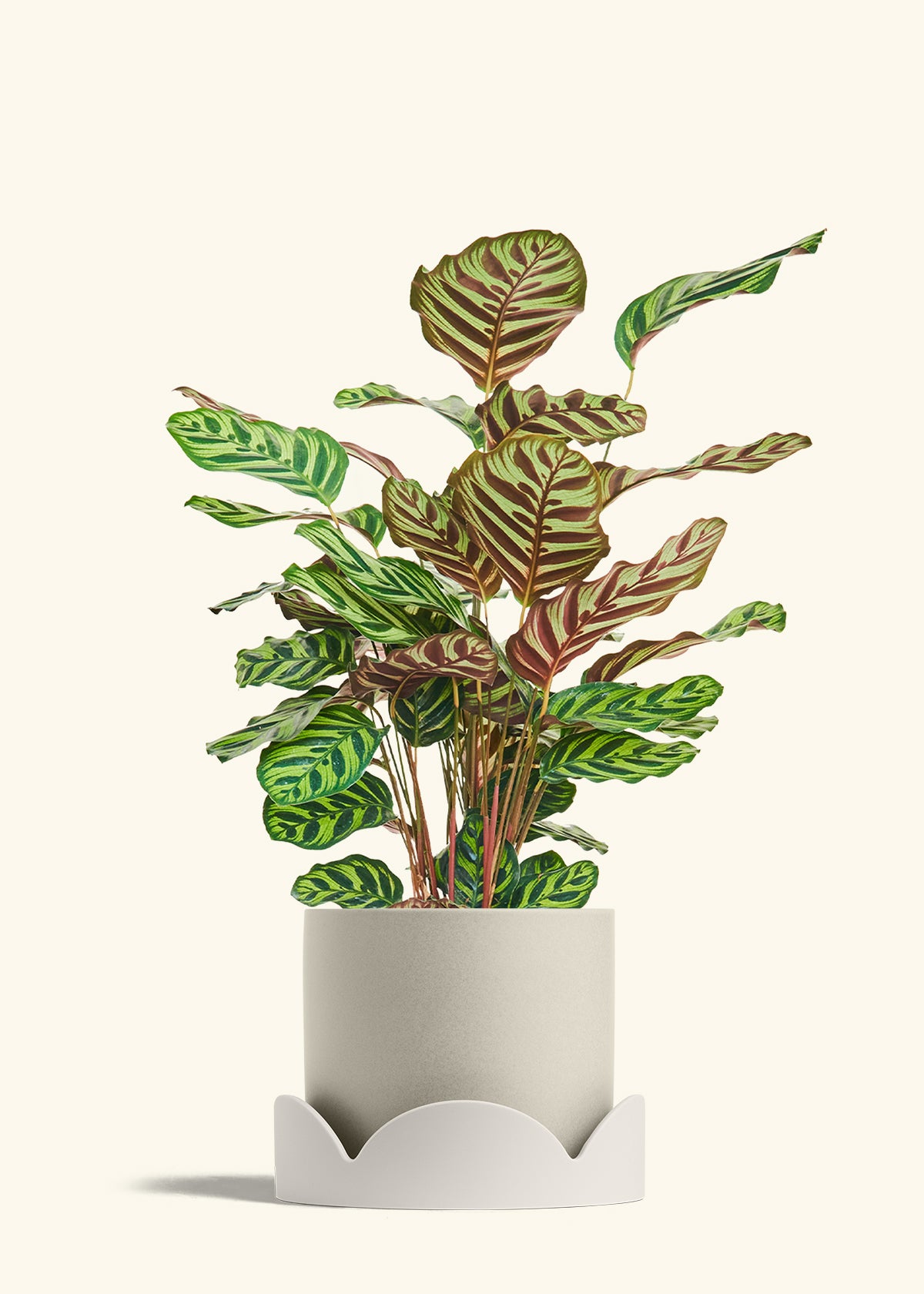 Peacock Plant in a 8 inches Oat Classic Cylinder Planter in a Oat Petal Drip Tray