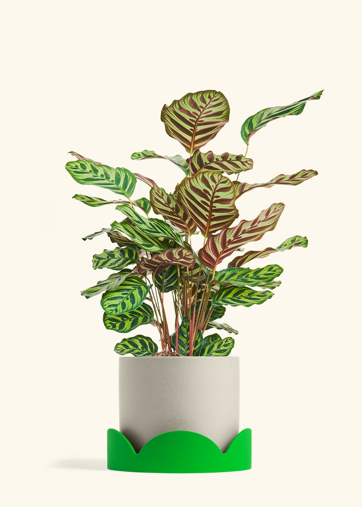 Peacock Plant in a 8 inches Oat Classic Cylinder Planter in a Shamrock Petal Drip Tray