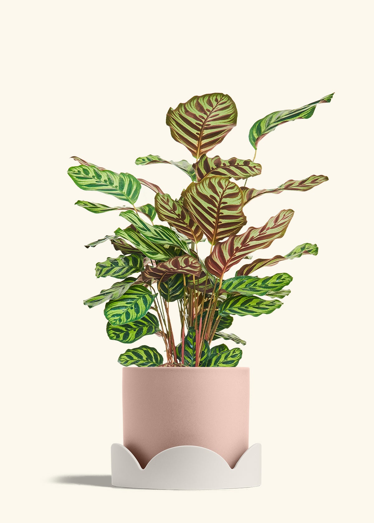 Peacock Plant in a 8 inches Pink Classic Cylinder Planter in a Oat Petal Drip Tray