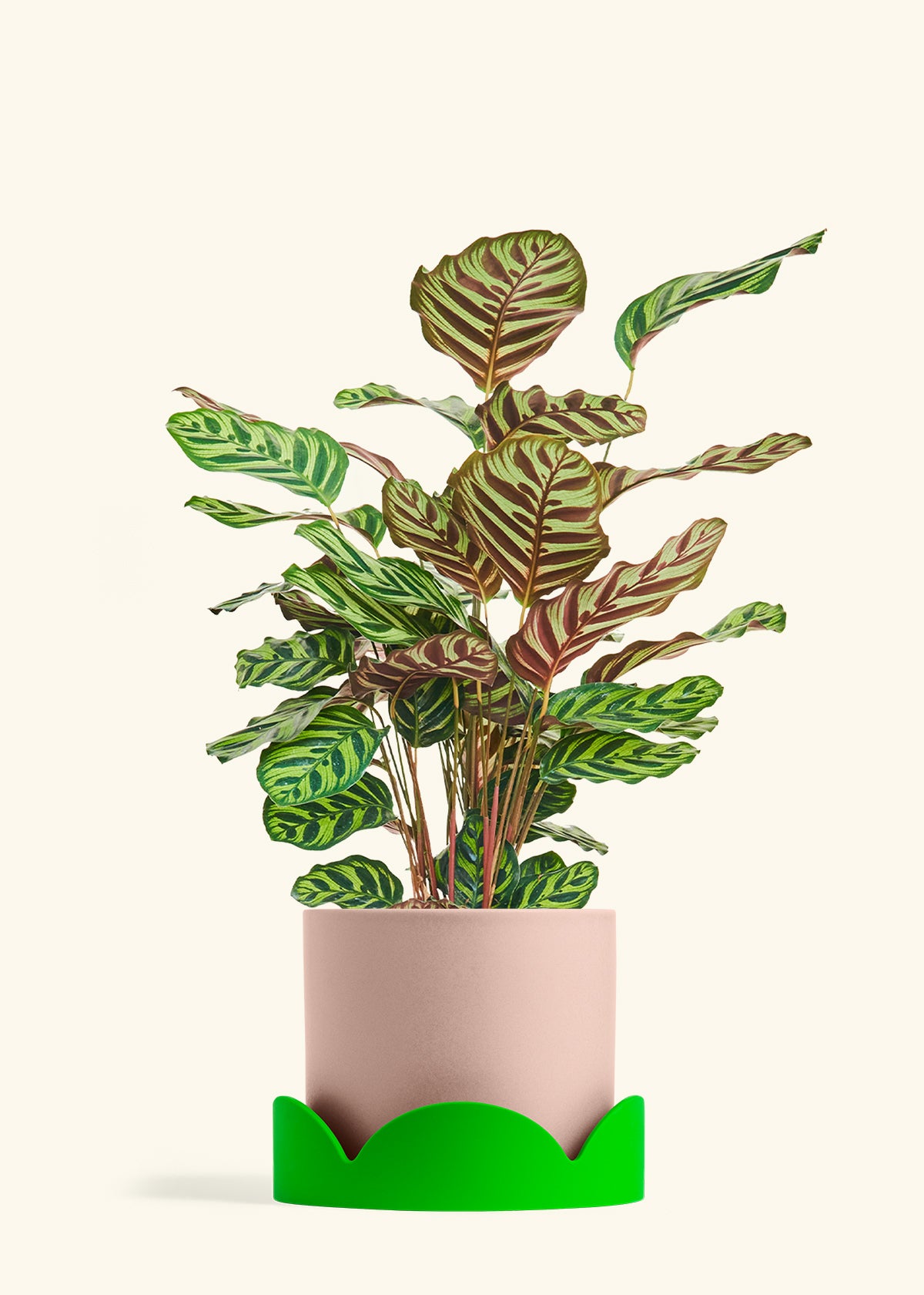 Peacock Plant in a 8 inches Pink Classic Cylinder Planter in a Shamrock Petal Drip Tray