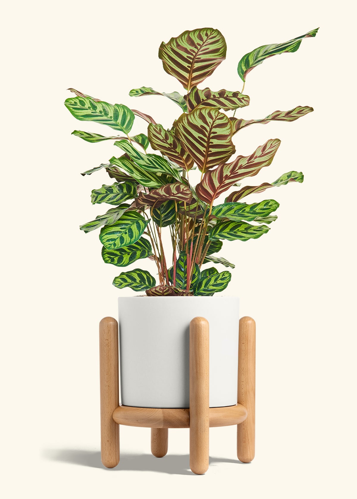 Peacock Plant in a 8 inches White Classic Cylinder Planter in a Beech Wood Stand