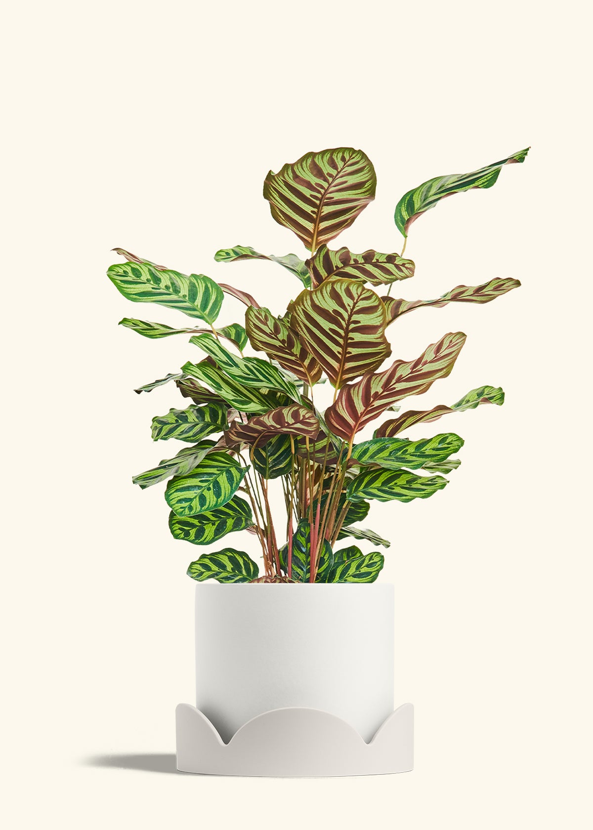 Peacock Plant in a 8 inches White Classic Cylinder Planter in a Oat Petal Drip Tray