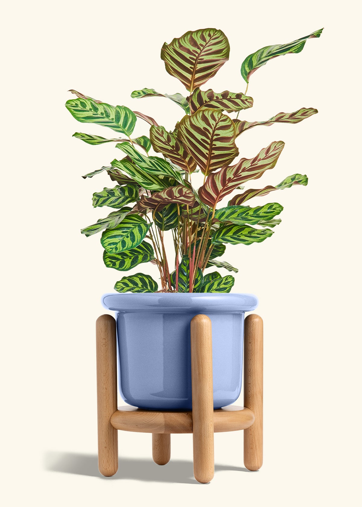 Peacock Plant in a 8 inches Fat Lip Blue Planter in a Beech Wood Stand