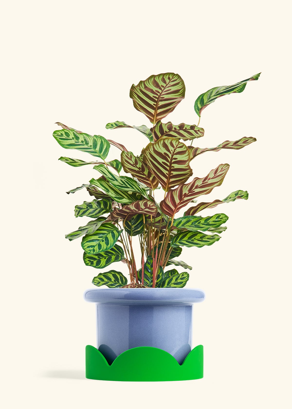 Peacock Plant in a 8 inches Fat Lip Blue Planter in a Shamrock Petal Drip Tray