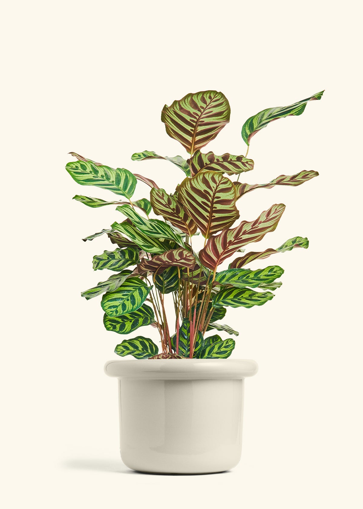 Peacock Plant in a 8 inches Fat Lip Oat Planter