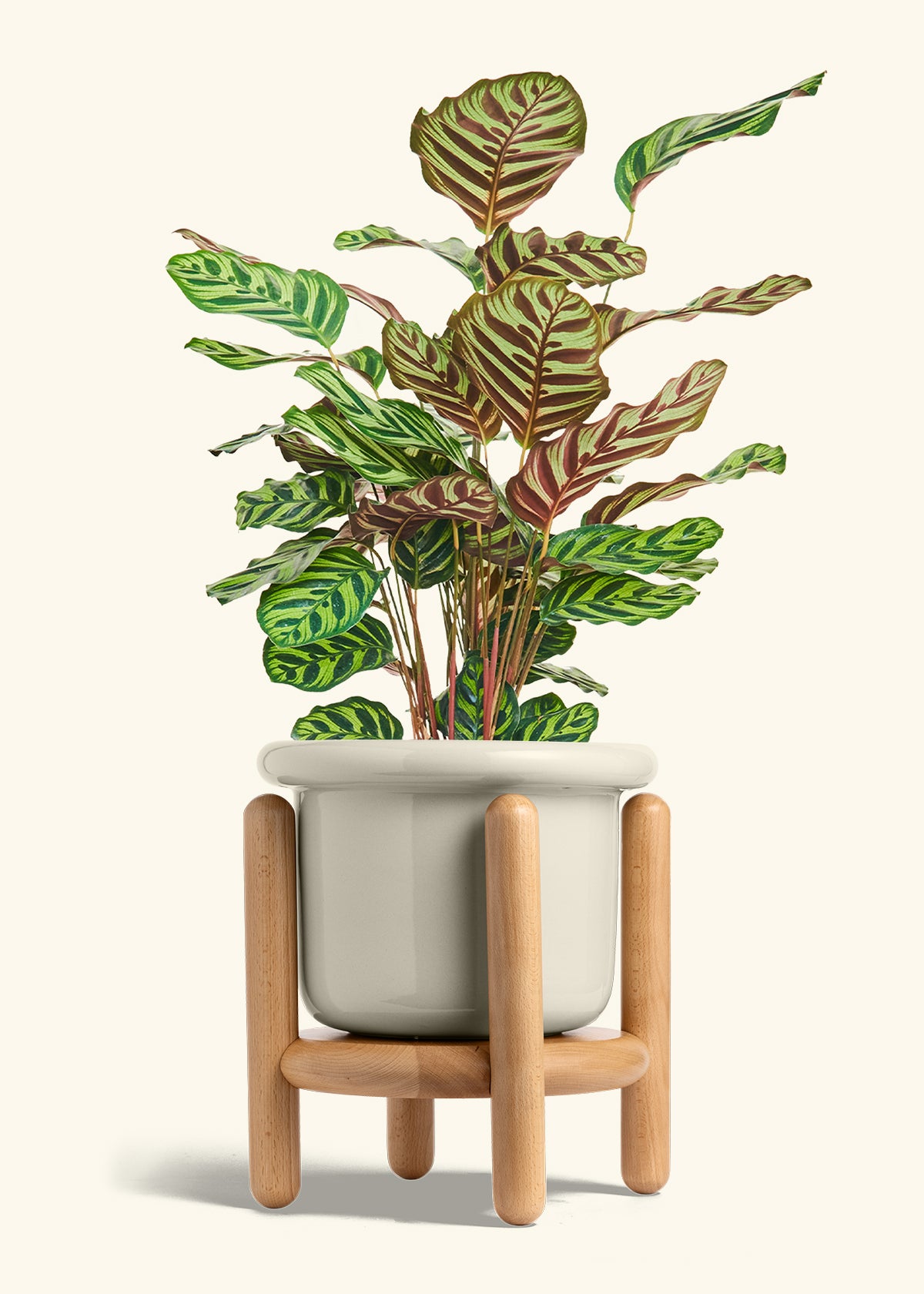 Peacock Plant in a 8 inches Fat Lip Oat Planter in a Beech Wood Stand