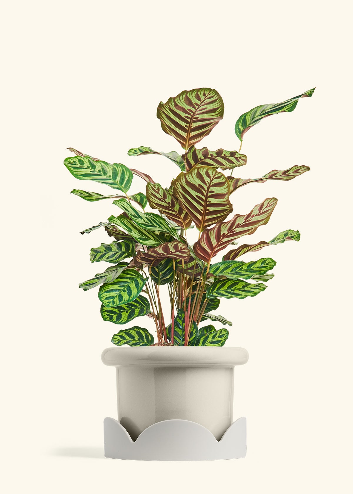 Peacock Plant in a 8 inches Fat Lip Oat Planter in a Oat Petal Drip Tray