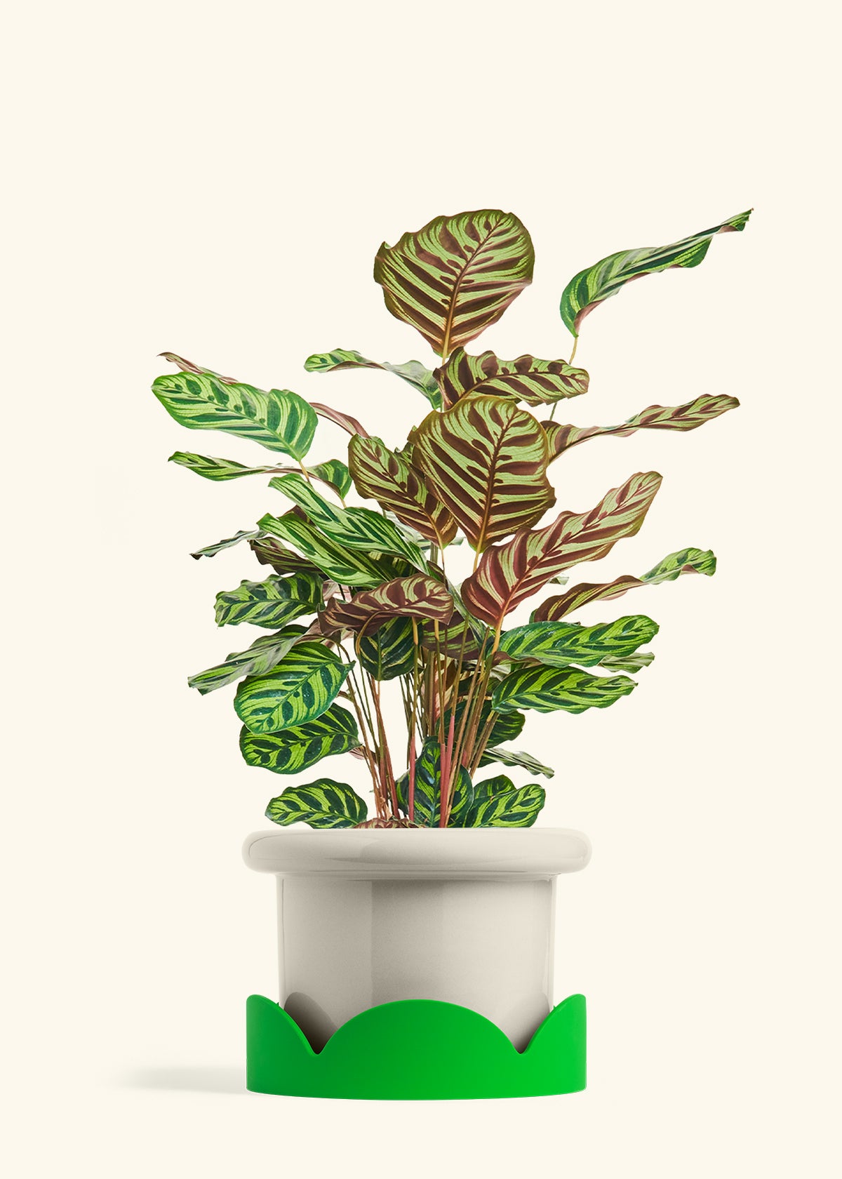 Peacock Plant in a 8 inches Fat Lip Oat Planter in a Shamrock Petal Drip Tray