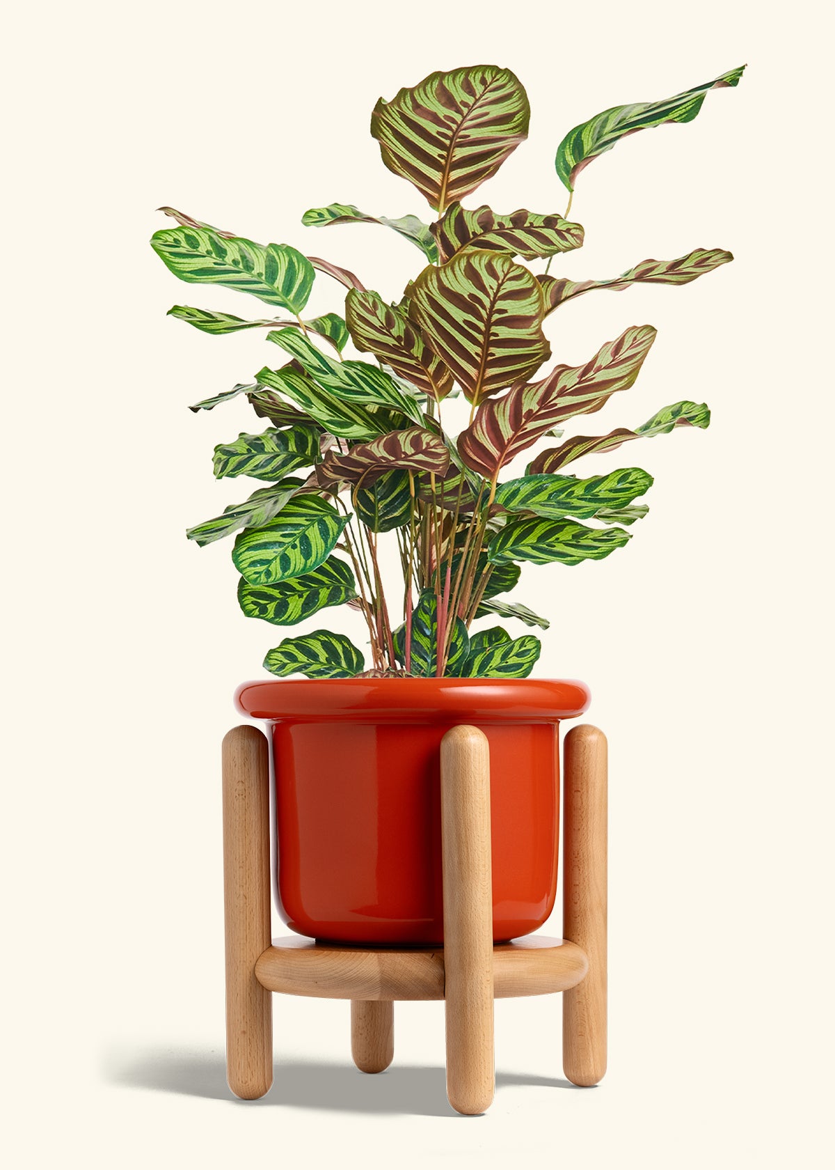 Peacock Plant in a 8 inches Fat Lip Red Planter in a Beech Wood Stand