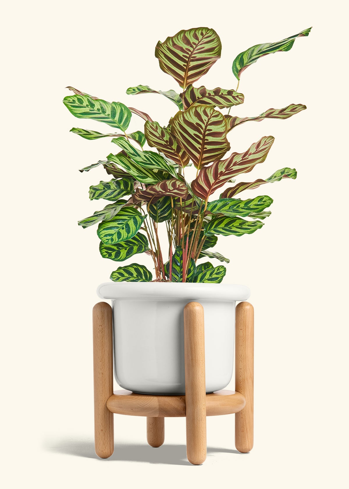 Peacock Plant in a 8 inches Fat Lip White Planter in a Beech Wood Stand