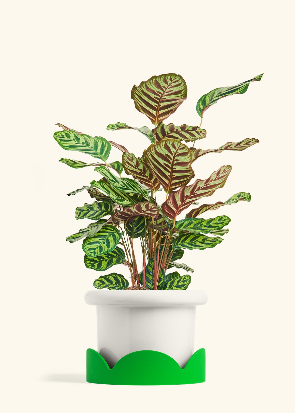 Peacock Plant in a 8 inches Fat Lip White Planter in a Shamrock Petal Drip Tray