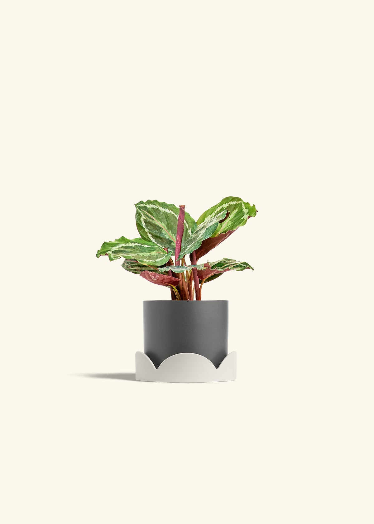 Calathea Medallion in a 4 inches Charcoal Classic Cylinder Planter in a Oat Petal Drip Tray