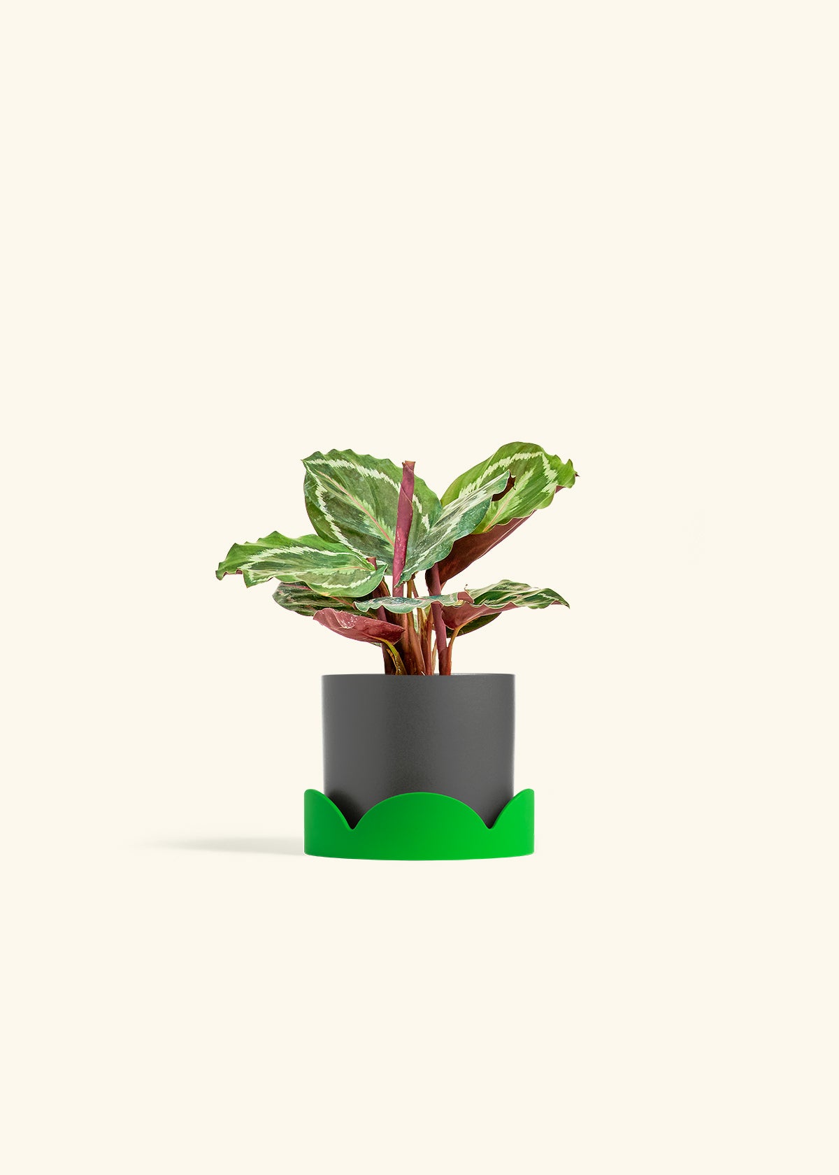 Calathea Medallion in a 4 inches Charcoal Classic Cylinder Planter in a Shamrock Petal Drip Tray