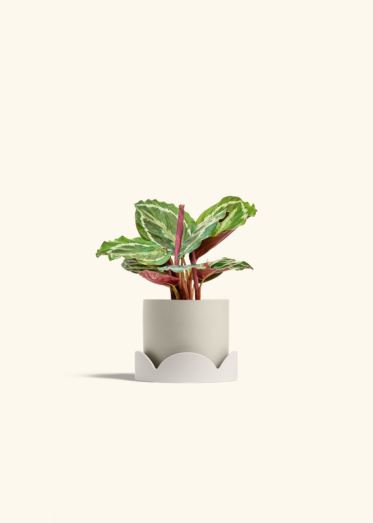Calathea Medallion in a 4 inches Oat Classic Cylinder Planter in a Oat Petal Drip Tray